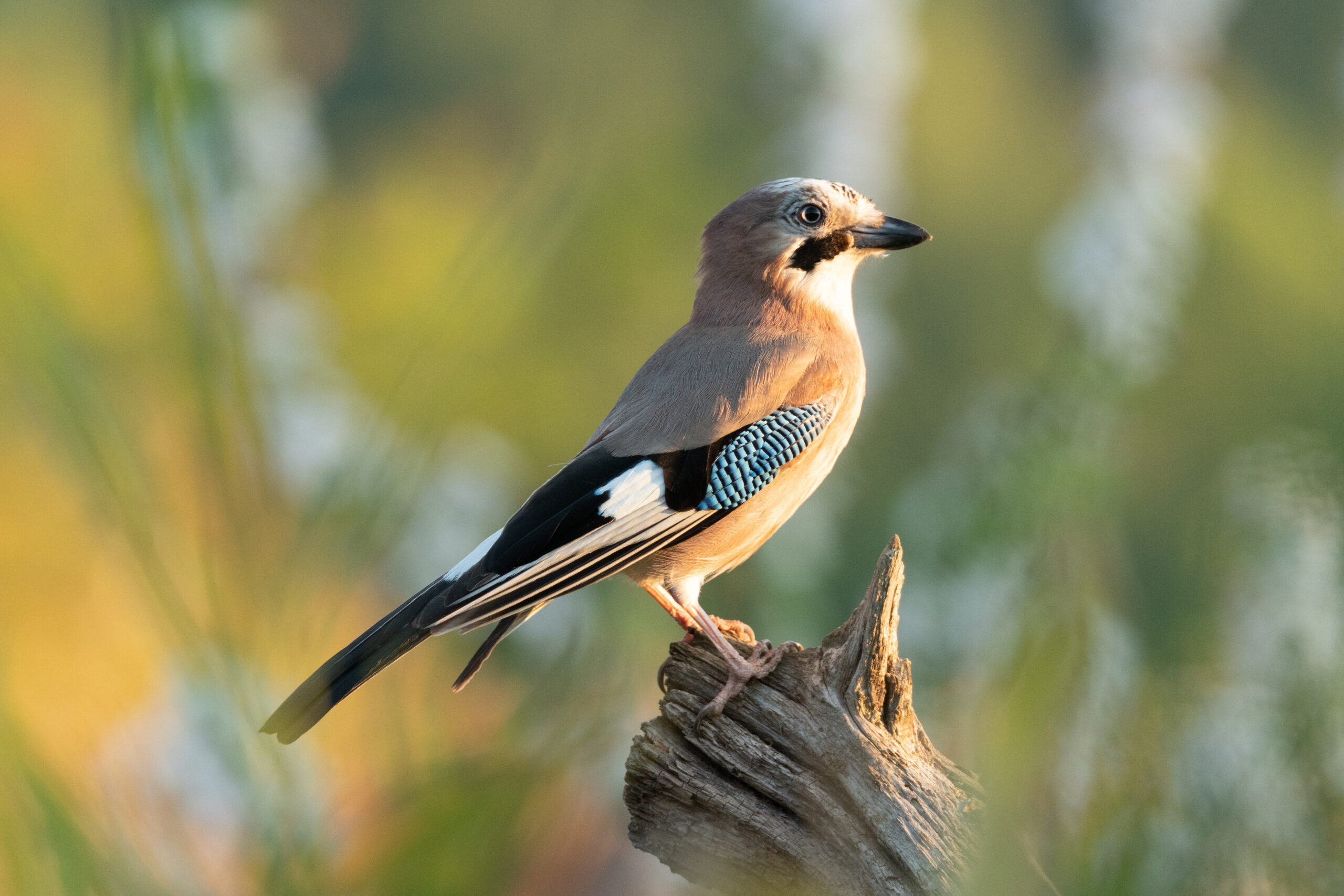 55 clichés pour la biodiversité